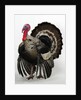 Bronze Turkey by Anonymous