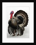 Bronze Turkey by Anonymous