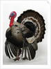 Bronze Turkey by Anonymous
