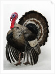 Bronze Turkey by Anonymous