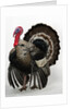 Bronze Turkey by Anonymous