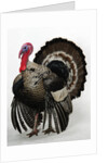 Bronze Turkey by Anonymous