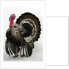 Bronze Turkey by Anonymous