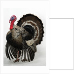 Bronze Turkey by Anonymous