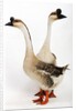 Chinese geese by Anonymous