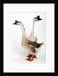 Chinese geese by Anonymous