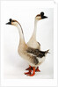 Chinese geese by Anonymous