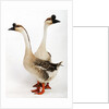 Chinese geese by Anonymous