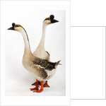 Chinese geese by Anonymous