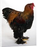 Brahma by Anonymous