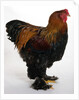 Brahma by Anonymous