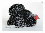Pekin Bantam by Anonymous