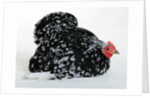 Pekin Bantam by Anonymous