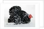 Pekin Bantam by Anonymous