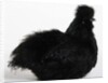 Silkie by Anonymous