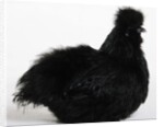 Silkie by Anonymous