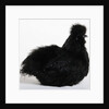 Silkie by Anonymous