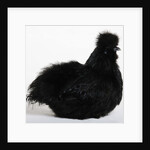 Silkie by Anonymous