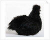 Silkie by Anonymous
