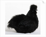 Silkie by Anonymous