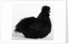 Silkie by Anonymous