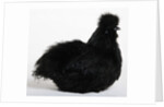 Silkie by Anonymous