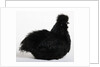 Silkie by Anonymous