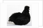 Silkie by Anonymous