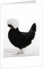 Polish by Anonymous