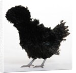 Frizzled Polish by Anonymous