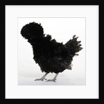 Frizzled Polish by Anonymous