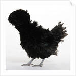 Frizzled Polish by Anonymous