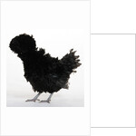 Frizzled Polish by Anonymous