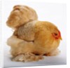 Pekin/Cochin Bantam by Anonymous