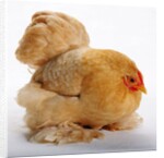 Pekin/Cochin Bantam by Anonymous