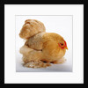 Pekin/Cochin Bantam by Anonymous