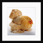 Pekin/Cochin Bantam by Anonymous