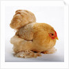 Pekin/Cochin Bantam by Anonymous