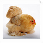 Pekin/Cochin Bantam by Anonymous