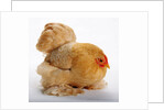 Pekin/Cochin Bantam by Anonymous