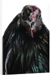 Sumatra Bantam by Anonymous
