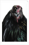 Sumatra Bantam by Anonymous