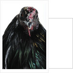 Sumatra Bantam by Anonymous