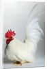 Japanese/Shabo Bantam by Anonymous