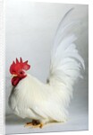 Japanese/Shabo Bantam by Anonymous
