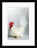Japanese/Shabo Bantam by Anonymous