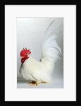 Japanese/Shabo Bantam by Anonymous