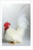Japanese/Shabo Bantam by Anonymous