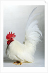 Japanese/Shabo Bantam by Anonymous