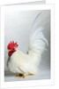 Japanese/Shabo Bantam by Anonymous